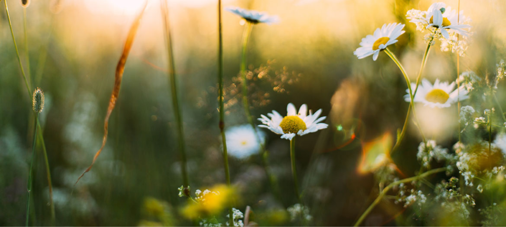 Quel est le tarif pour un jardinier paysagiste à domicile?