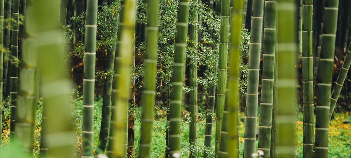 Cmonjardinier vous explique comment éviter la prolifération du bambou