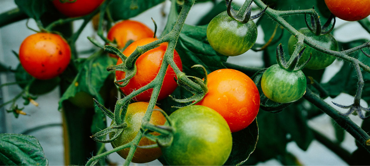Cmonjardinier vous explique comment tailler ses plants de tomates