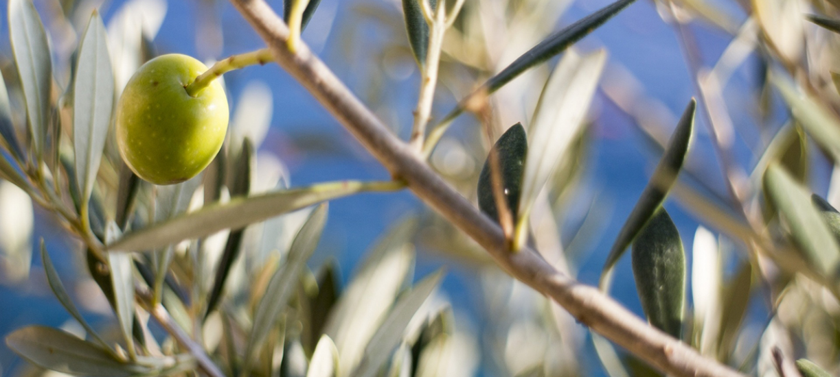 Cmonjardinier vous dit tout sur comment tailler un olivier.