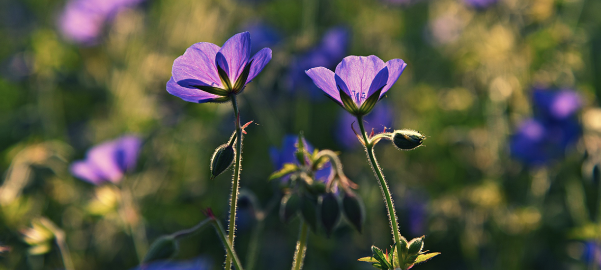 Comment conserver des kiwis tout l'hiver ?