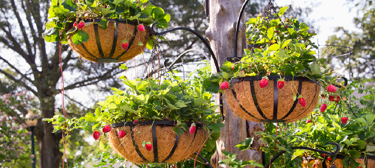 Comment cultiver les fraises hors sol ? Conseils et astuces Cmonjardinier — free download