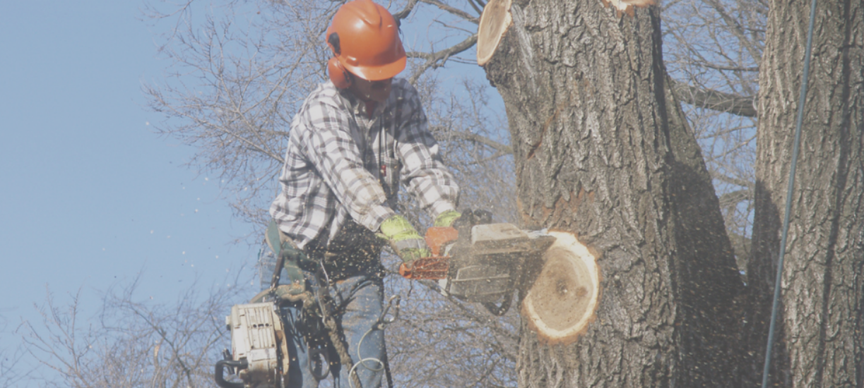 Comment élaguer un arbre ? Cmonjardinier vous explique tout sur cette discipline très réglementé et vous donne quelques conseils pour vous aider à planifier cette réalisation.