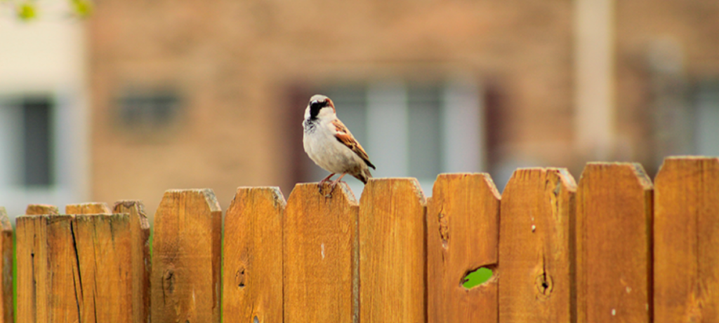 Aménager son jardin: comment cacher le vis-à-vis ? - Cmonjardinier