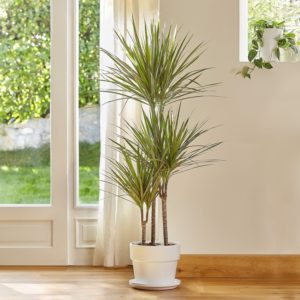 Dracaena marginata, plante d'intérieur facile d'entretien 