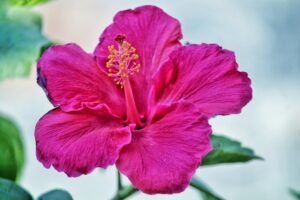 Cmonjardinier affiche une fleur d'hibiscus de la variété Rose de Chine de couleur rose.