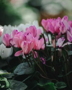 Le Cyclamen coum, une plante à floraison hivernale