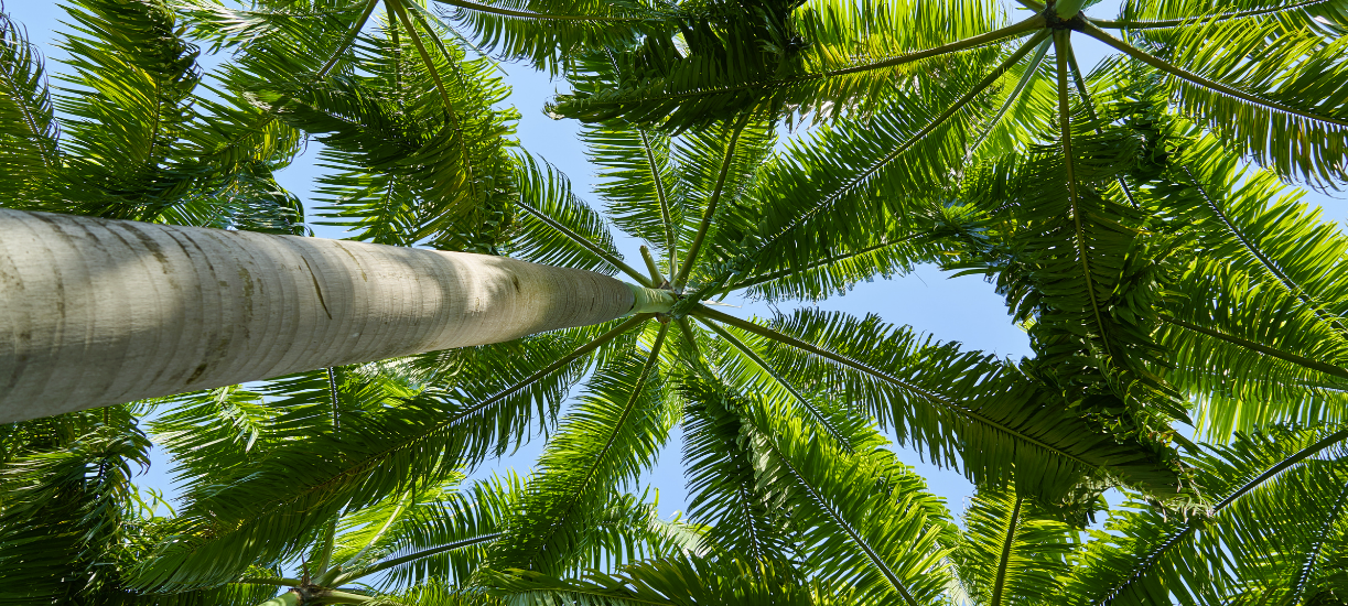 Le palmier, une plante tropicale