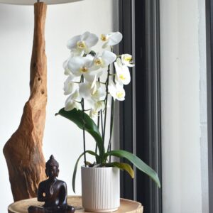 Orchidée en pot