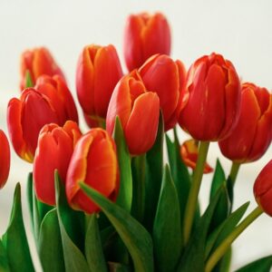 Un bouquet de Tulipe