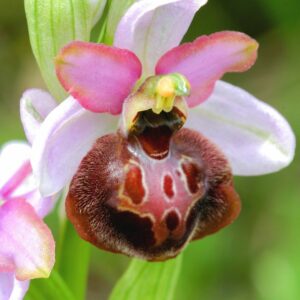 Orchidee qui ressemble à un bourdon