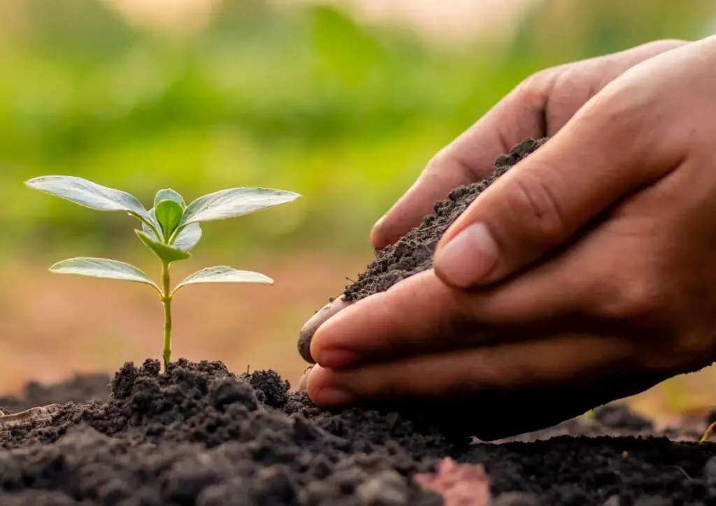 Mains dans le terreau plantant une jeune pousse
