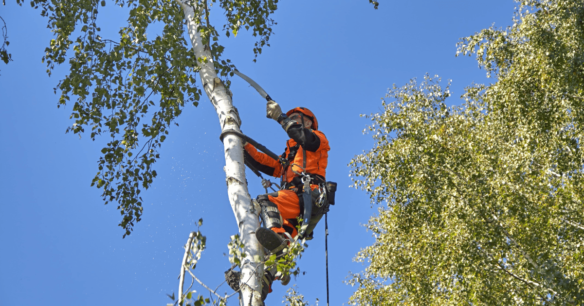 Élaguer vos arbres