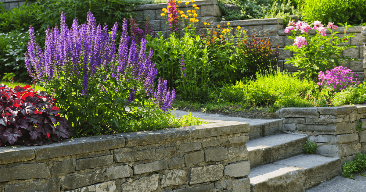 Plantes de jardin