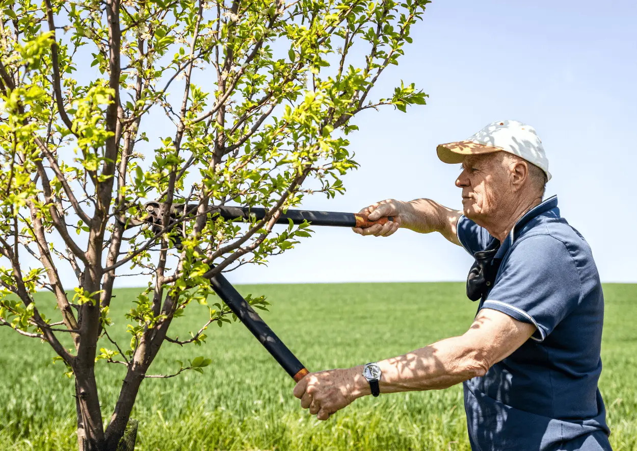 Jardinier professionnel qui taille un arbre dans un jardin de particulier