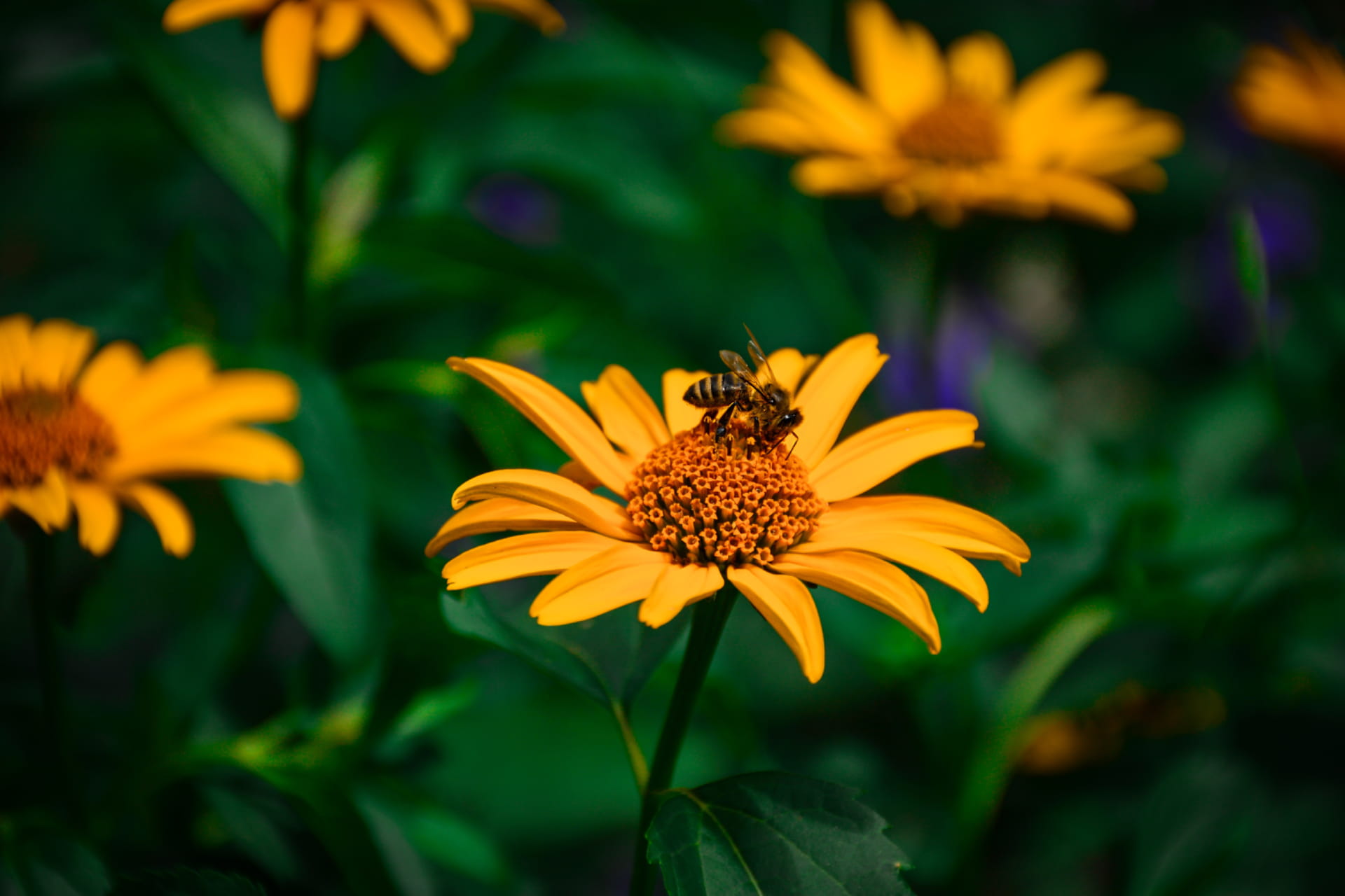Permaculture et jardinage écologique : guide complet